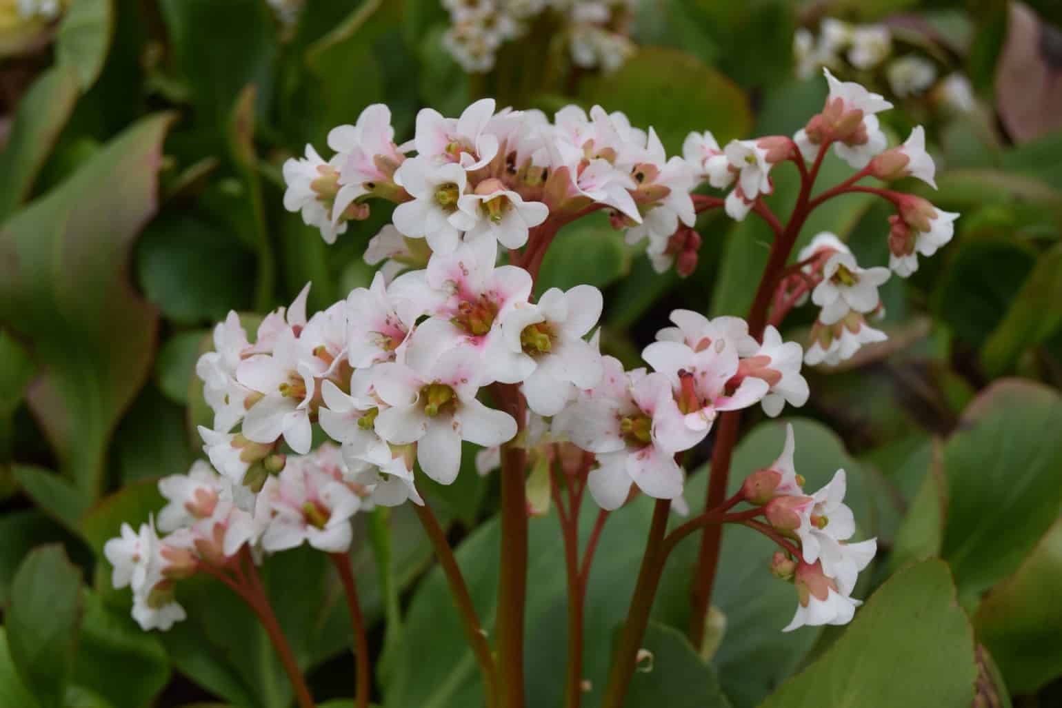 Bergenia 'Bressingham White'